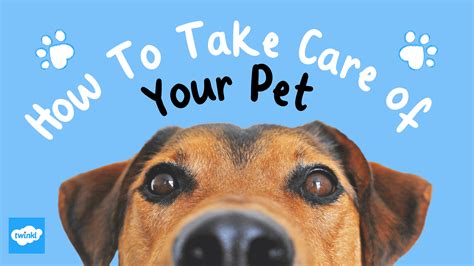 Essential Pet Care Tips For Busy People Who Love Their Furry Friends Essential Pet Care Tips For Busy People Who Love Their Furry Friends