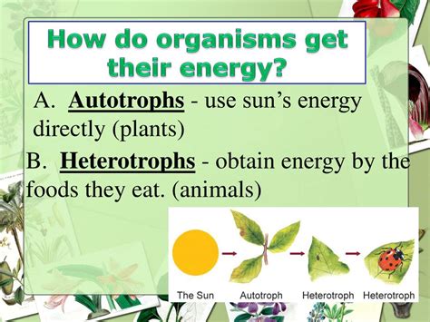 5 Ways Organisms Use Energy